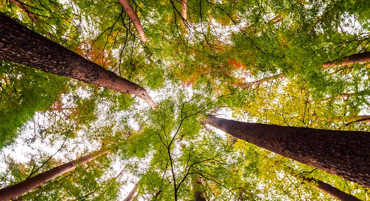 Sustainability in Every Sheet