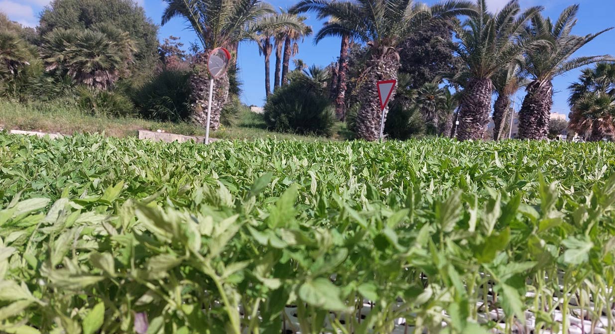Rooted in Gozo